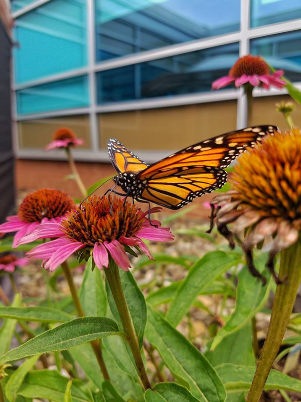 Butterfly on a flower in research lab